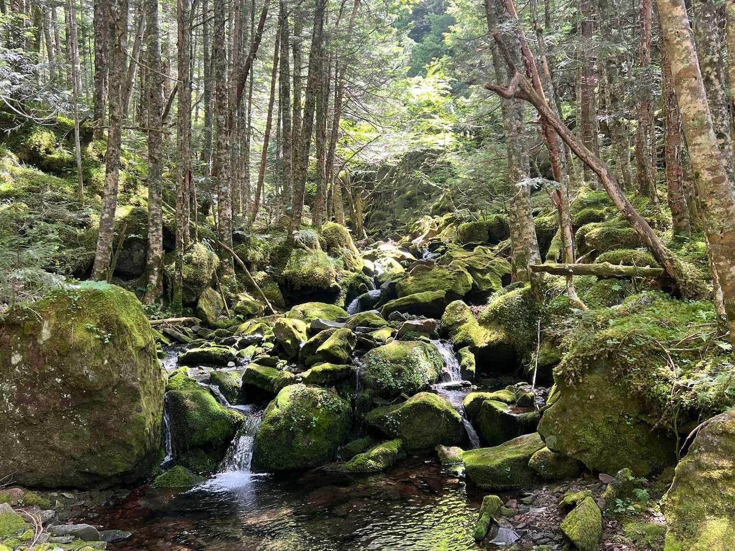 桜平-夏沢峠-硫黄岳 周回コースの写真