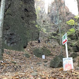 暫く見つめ合った後、左の岩を下から回りこんで尾根へ上がっていったカモシカさん♀😍