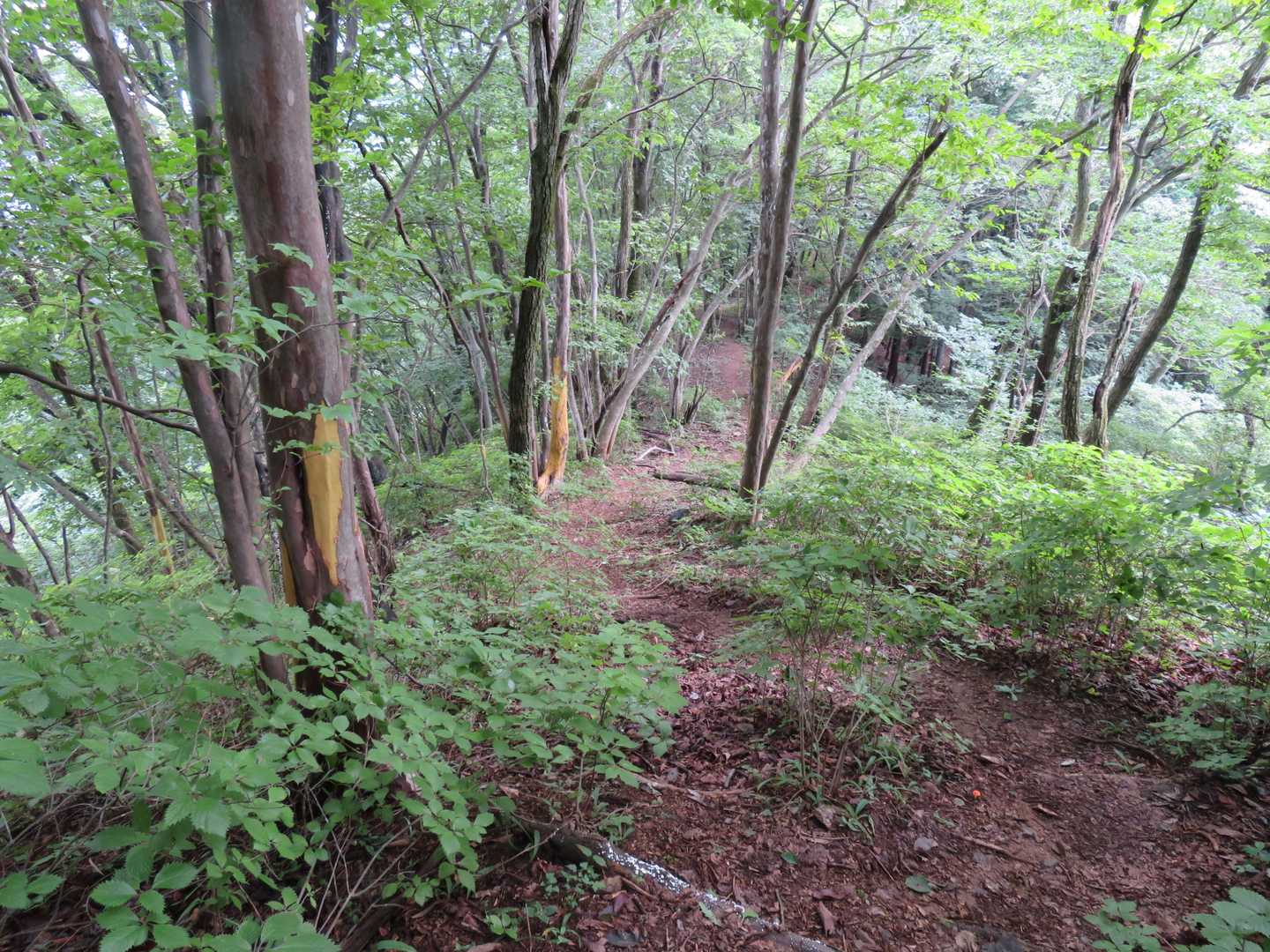明瞭で荒れていない道、イイ道ですね～！