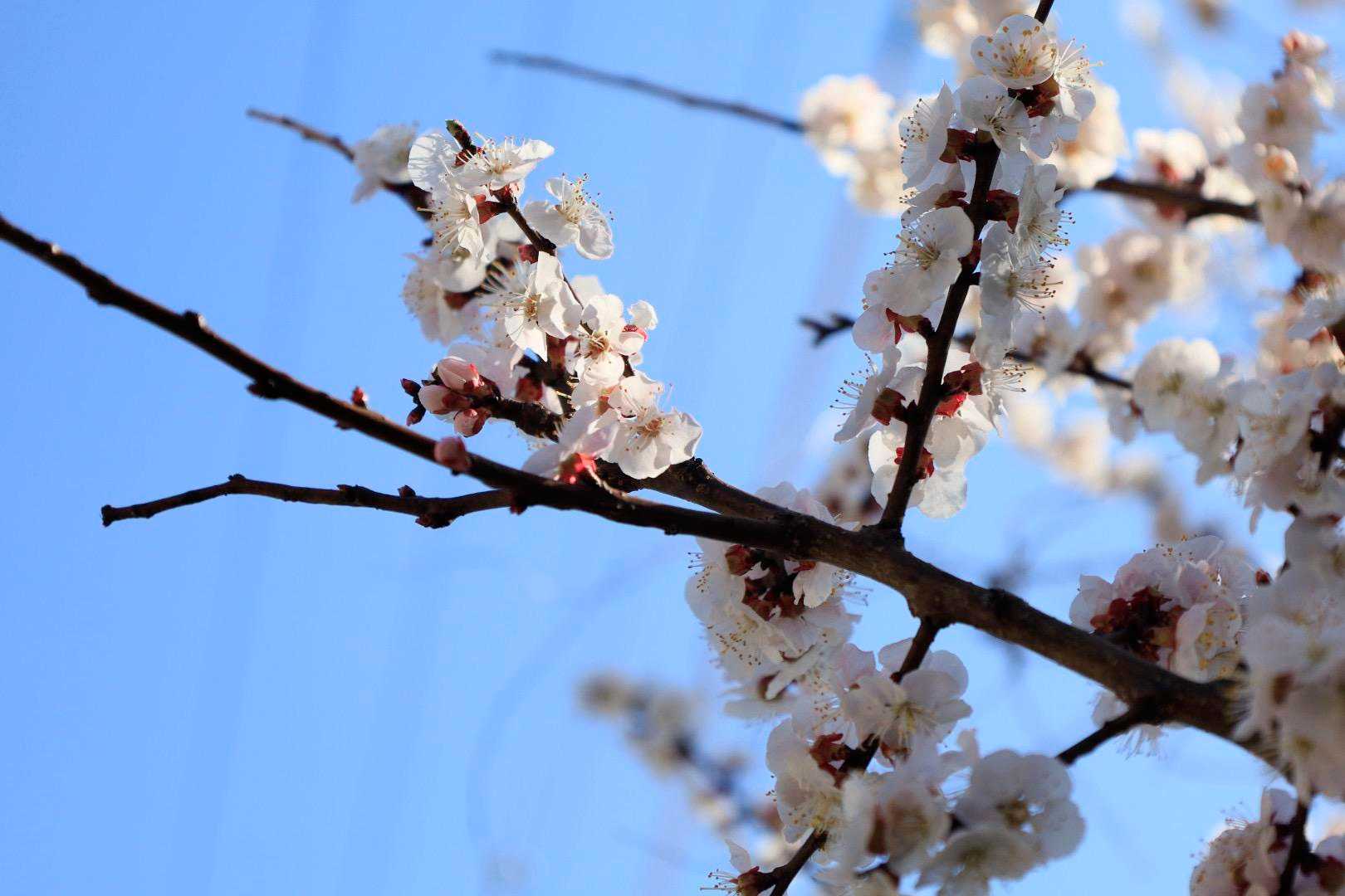 そして行きで見つけた桜🌸スポットに寄っていただく🎶（ついていかんでいいならと🤣）