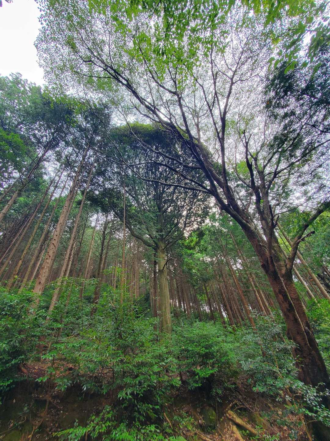 春日井市野外教育センター-道樹山-弥勒山 周回コースの写真