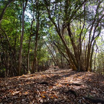 引き続きナイストレイル