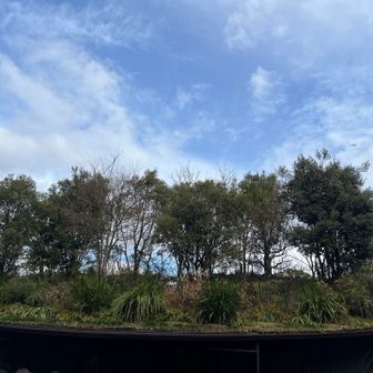 太宰府天満宮御本殿回収中の仮殿、飛梅伝説から着想されてるんですって。5月で見納め。