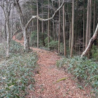 四本杉までこんな感じかと思いきや、、、