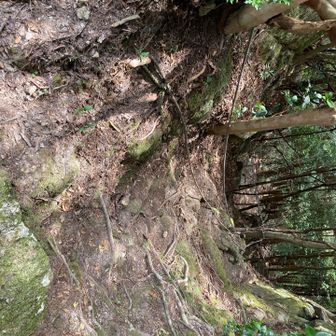 周回する場合は分岐を右。ロープが張り巡らされています😨