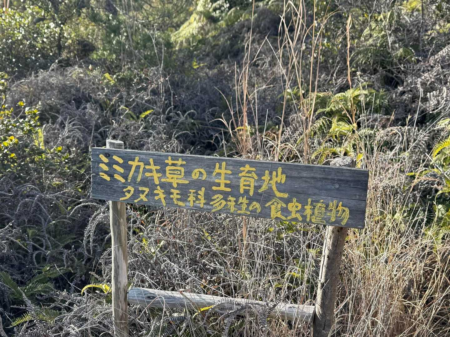 ミミカキソウが咲くよう