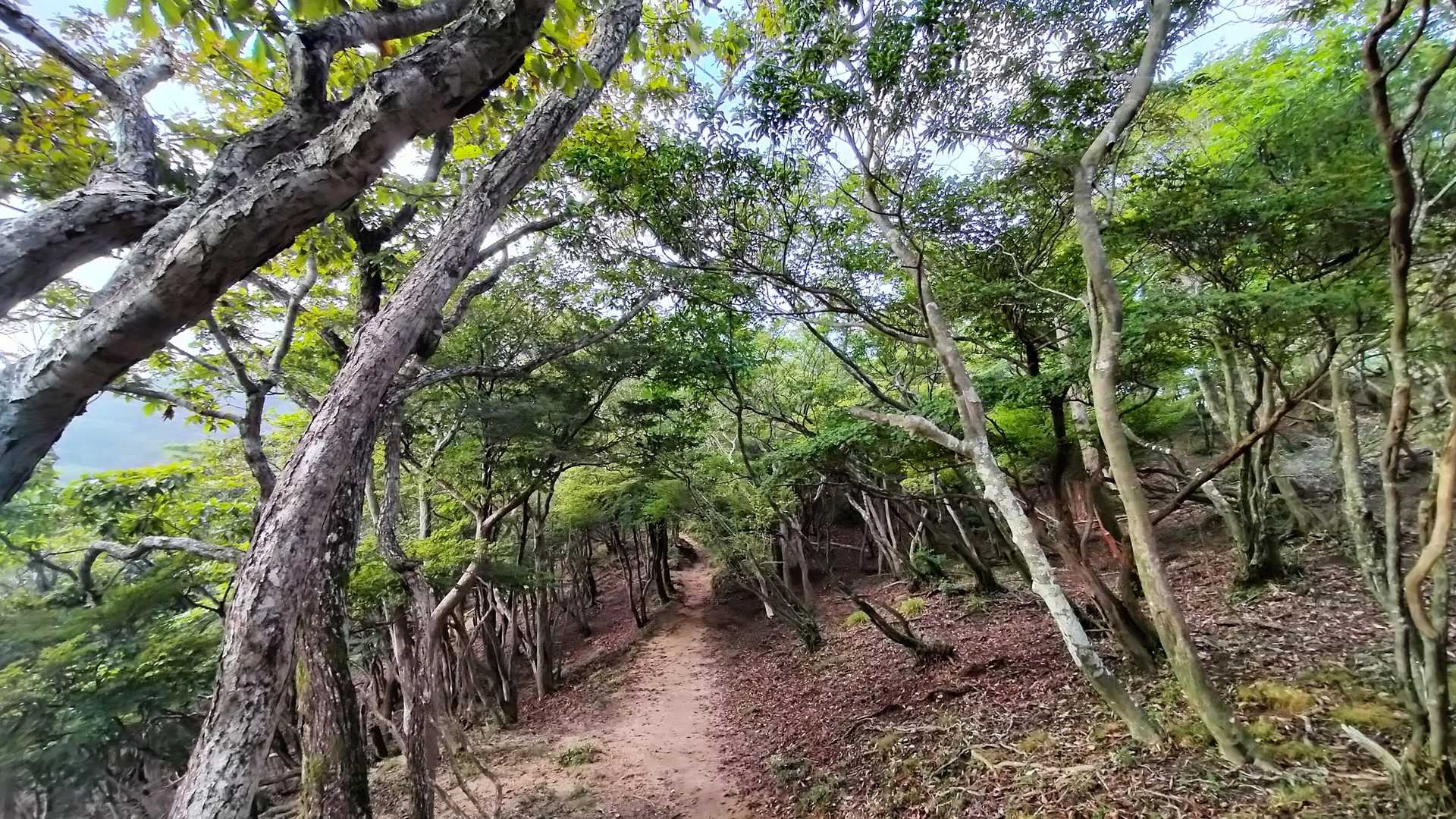 今日も良き道のり
