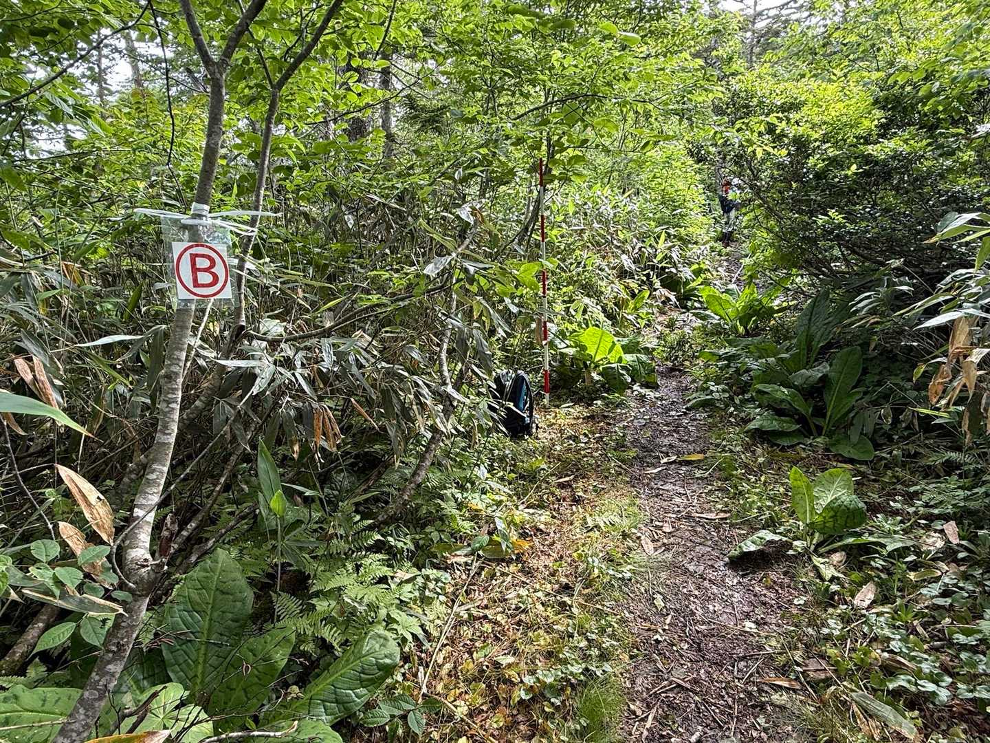 ここはB地点。この先にドロドロ区間があり、その延長を測りつつ木材の割り出しをします