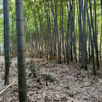 山頂らしい山頂も無く、道なりに進んだら下りそうだったので、戻ります