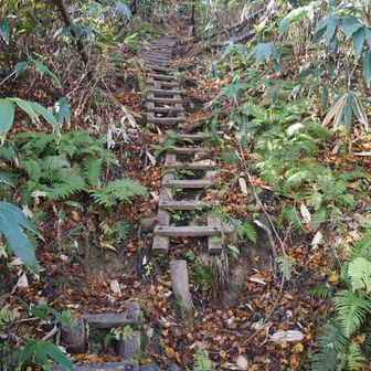 木の梯子の登りは助かりました。ありがとうございました