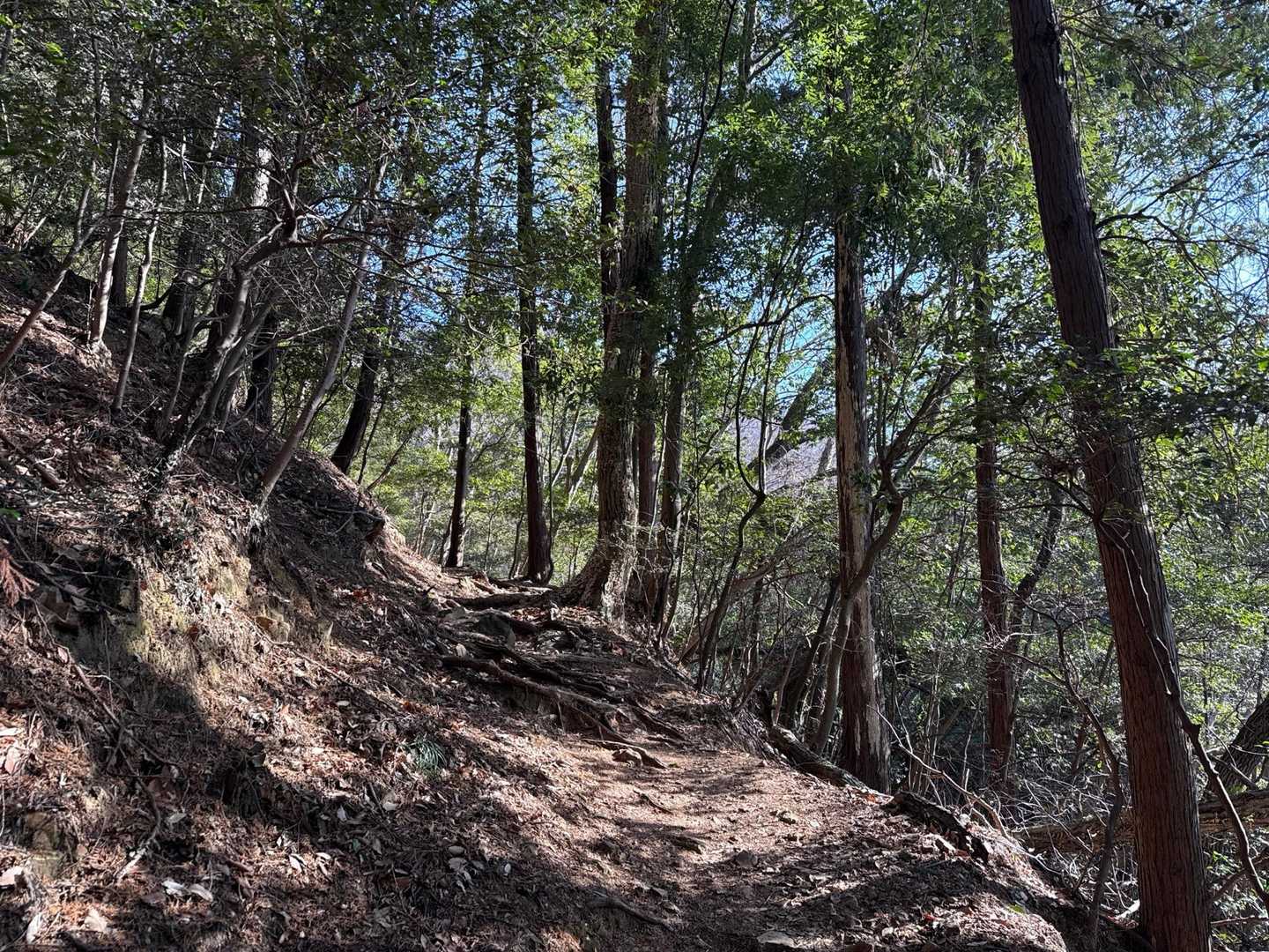 大中寺-太平山-ぐみの木峠-晃石山 周回コースの写真