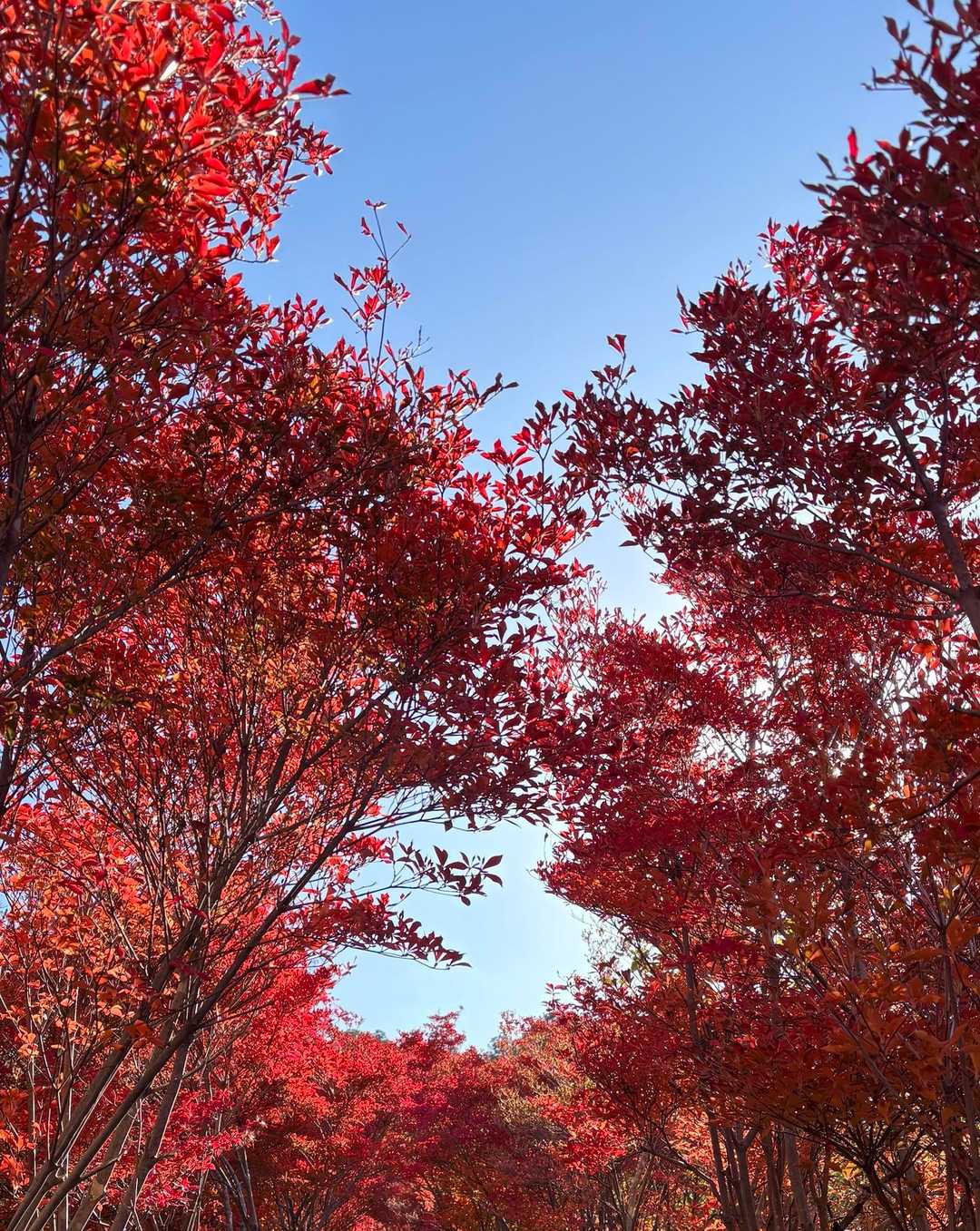 本当に綺麗でした✨✨
なんとか無事に下山してきました☺️