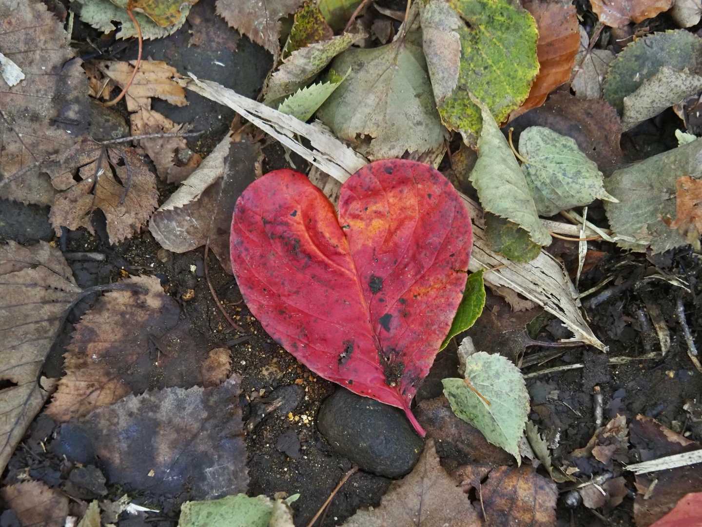 ❤️
ツタウルシは触らないよ👻