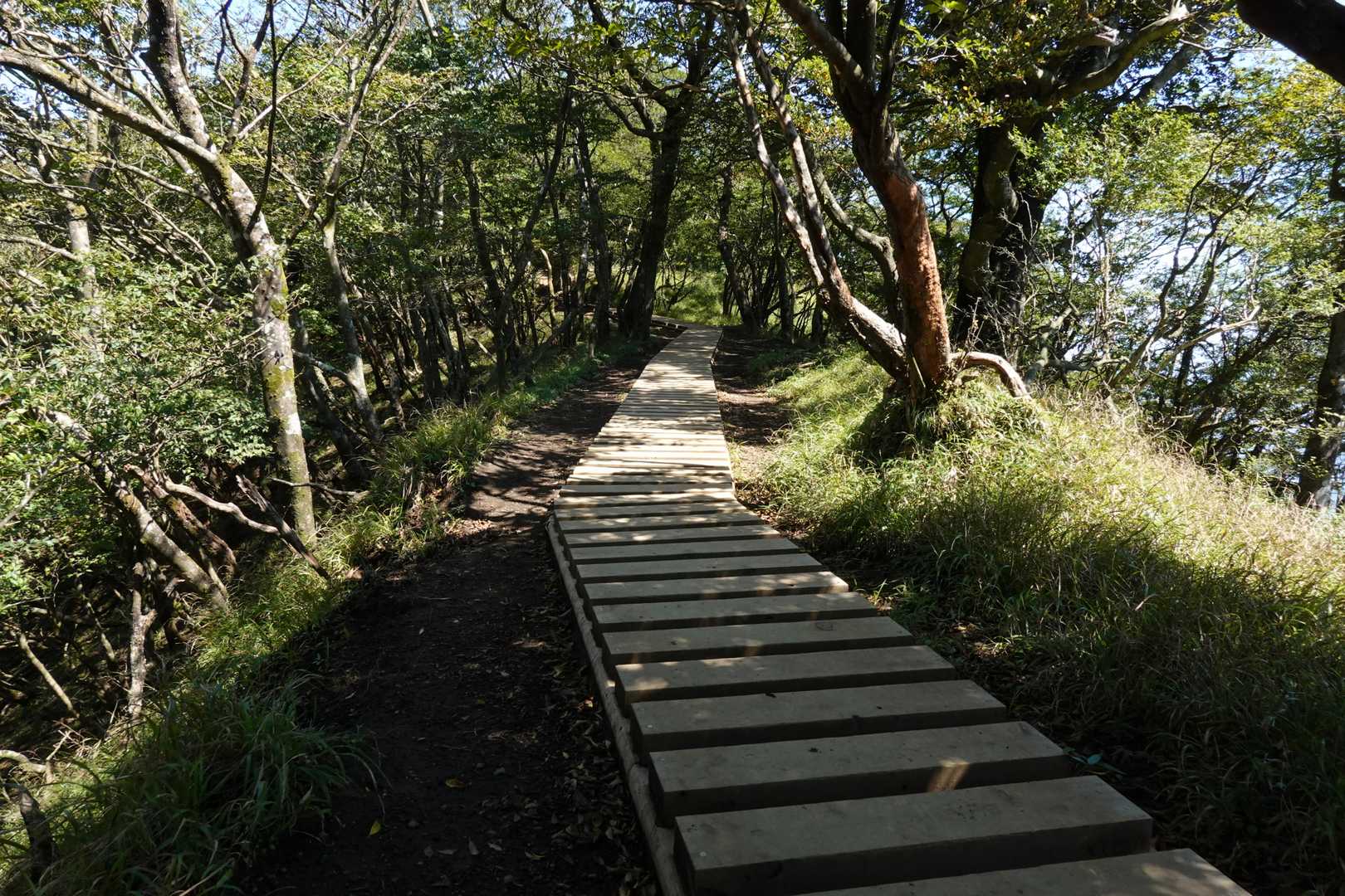 比較的新しい木道　以前は雨後泥に悩まされた