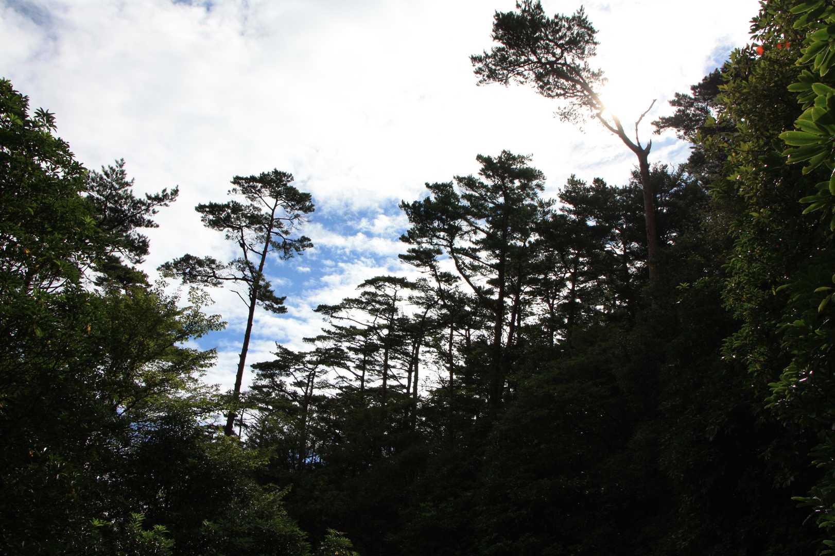 晴れてきた