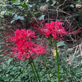 かと思えば、次のシーズンのお花が🌸
季節は移ろいゆくものですね😌
