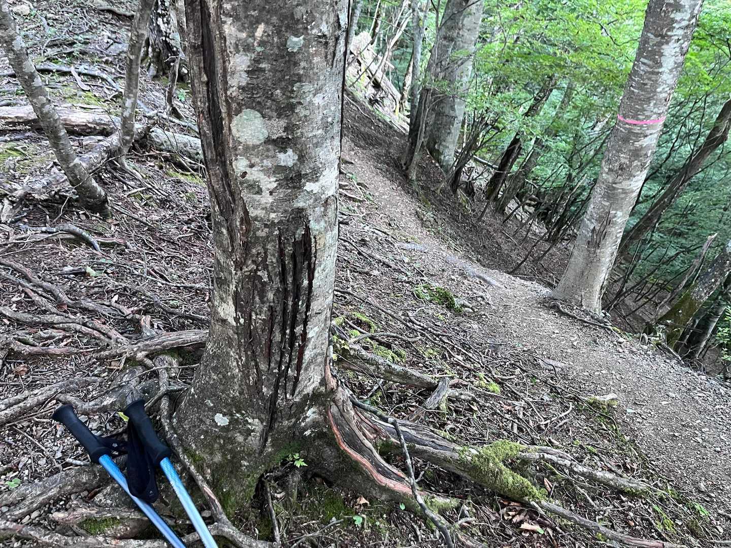 山と高原地図では峠と記載されている場所です。

ちょっと休憩すっかぁ〜

と、ストックとザックを下ろして、チョコ🍫を食べ出した時。

ふとストックを立て掛けた木を見てみると…

ん………？この盾に伸びる線ってもしかして…

🐻⁉️

熊が爪を研いだ跡かしら😨

北海道の羅臼岳の件以来、世間の熊に対するニュースには敏感なので、登山者の我々は一層気を引き締めなければならないと、辺りを見渡す😅

ちなみに、翌日下山した後、車のラジオで富山の薬師岳の太郎平キャンプ場で、熊が飲食物を持ち去ったとのニュースを聴きました。

今年は🐻さんニュース多いですね💦