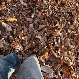 落ち葉がヤバいです。コケそうになりました。