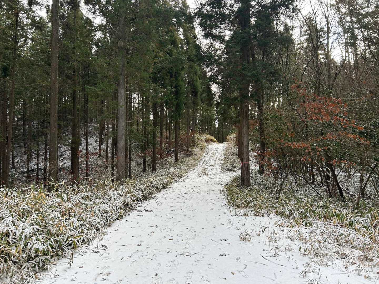 笹平登山口-小松洞山-笹神山-屏風山-黒の田東湿地-田代山 周回コースの写真