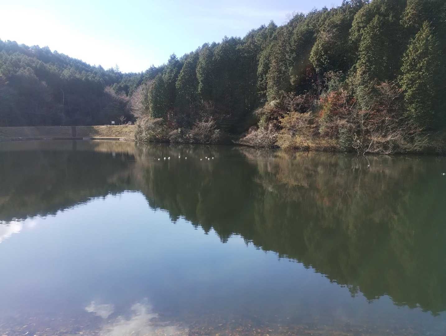 大きな池は凍ってない