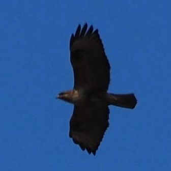 ノスリが飛び回る