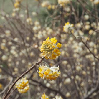 今日はミツマタ、蝋梅、桜、梅と季節の花がいっぺんに見ることができました。