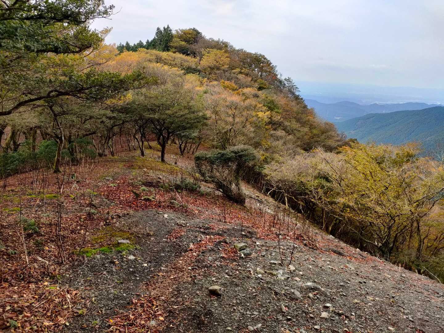 ええ感じに色づき始めてる🍂