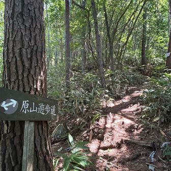 🌿🌳原山遊歩道🌲🍀