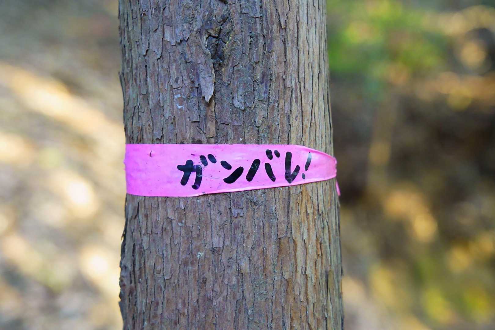 ガンバレ‼️
この辺りなかなかの急登です⤴️😅