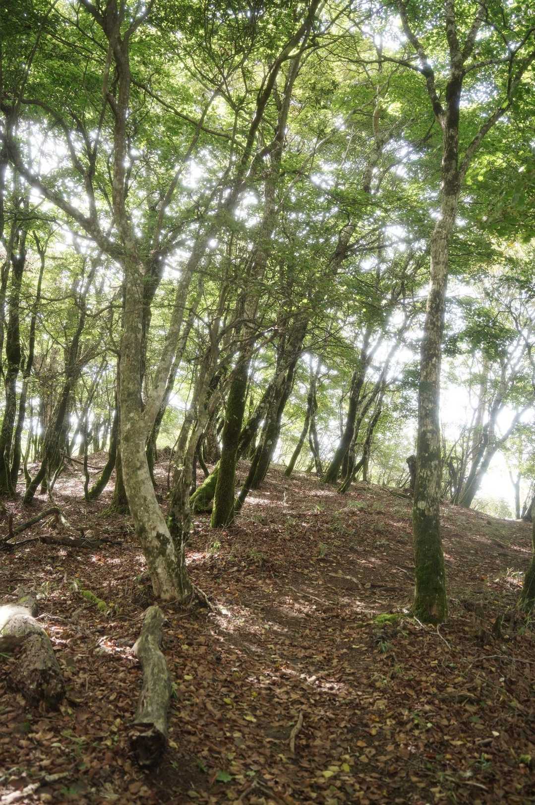 紅葉はまだ先ですが、その時期も良さそうです😆
