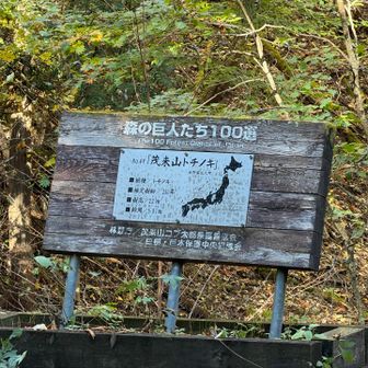 茂来山トチノキ