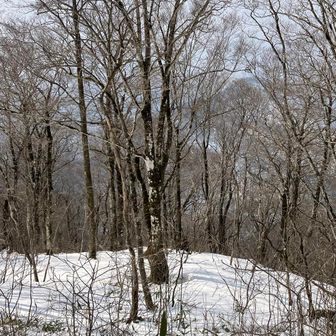 状況みて西東根山まで行こうと思ってたのですが、思ってたより薮薮🌲激くだり登りらしく雪の状態も心配で踏み切れず💦🙏積雪期限定のようなんでまたいつかチャレンジします！