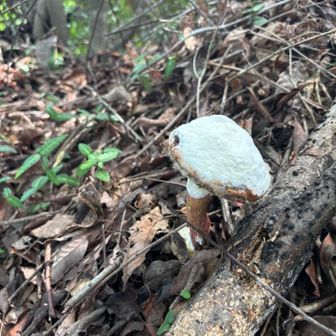 白いキノコ🍄‍🟫