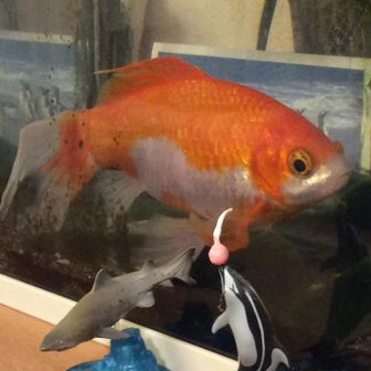 ワラでっぷ_waterdepth