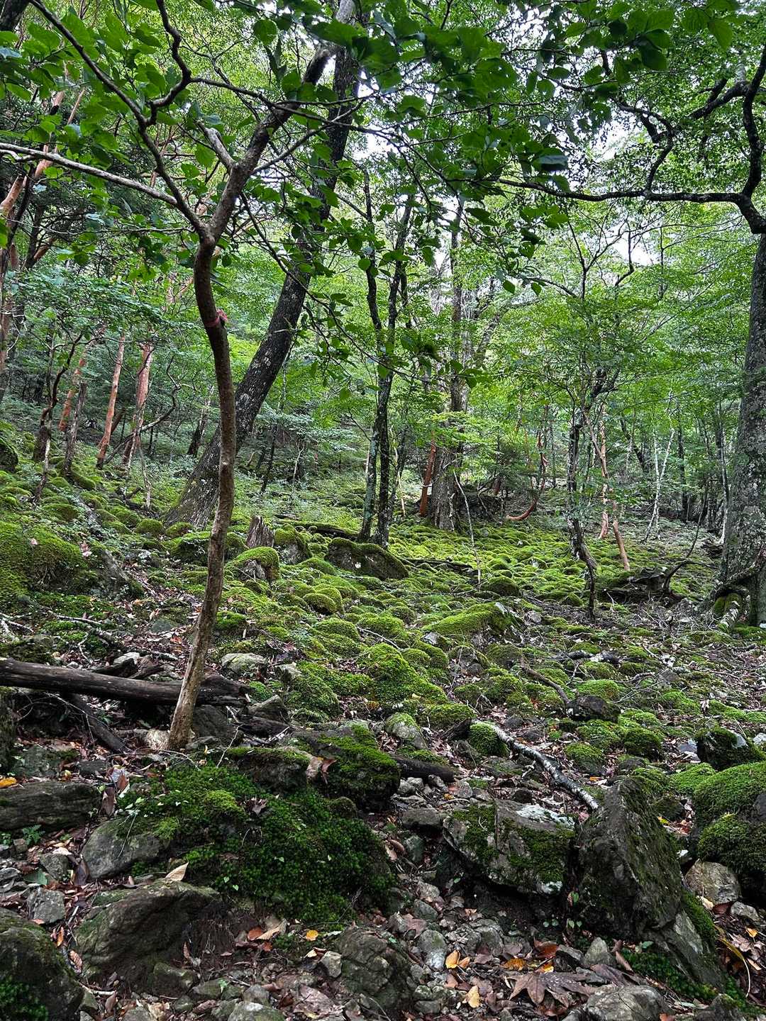 弥山登山口-弁天ノ森-聖宝ノ宿跡-弥山 往復コースの写真