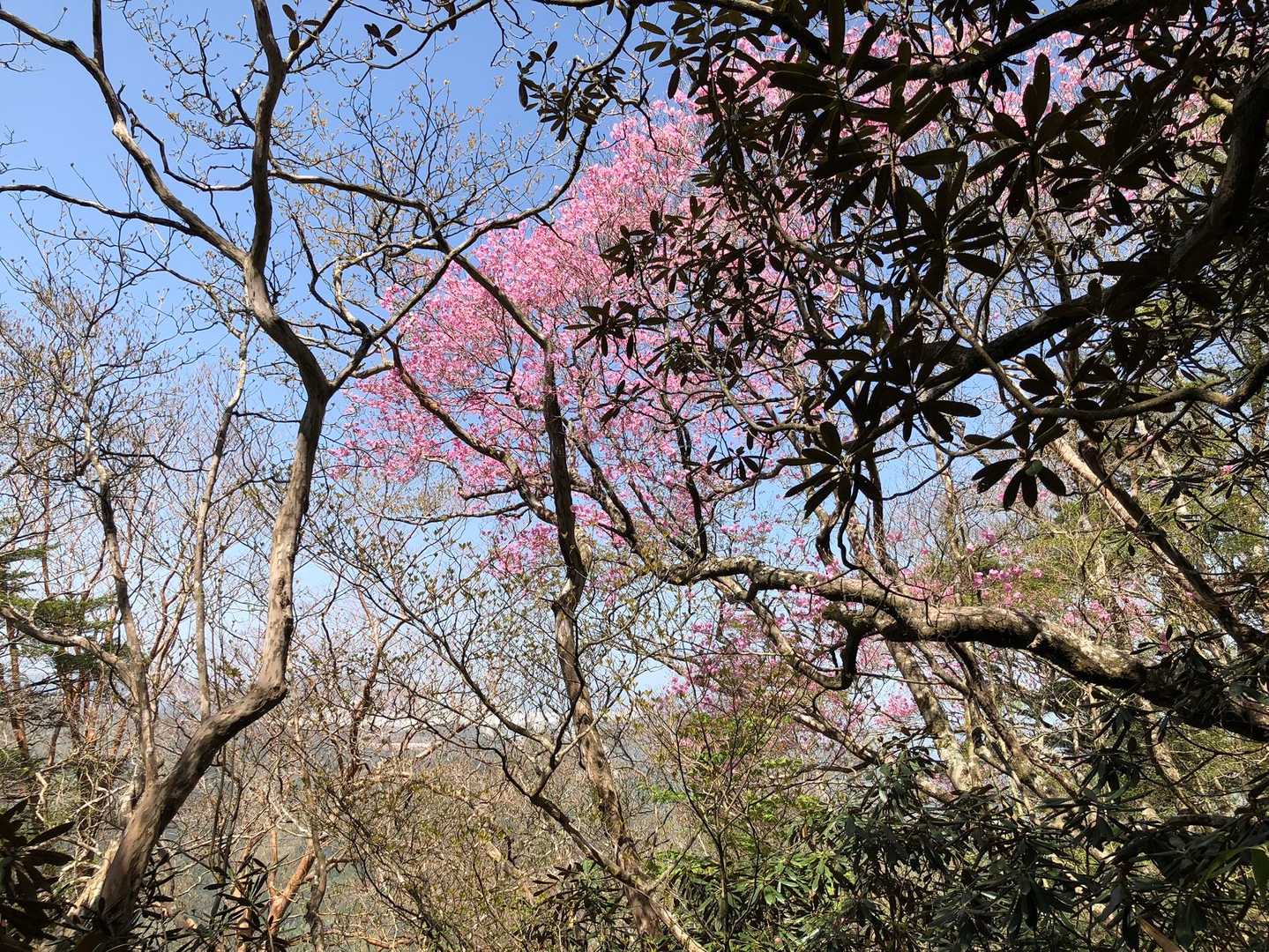 不入山 周回コースの写真