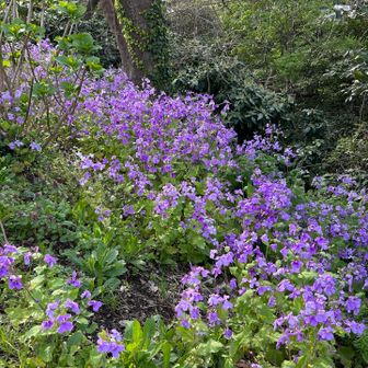 紫の花🪻にはどうしても目を惹かれる。