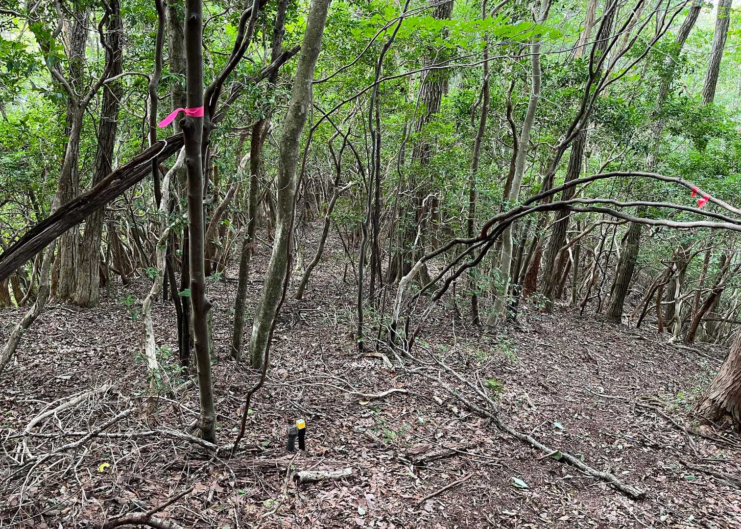 コース表示では、ここで町界尾根を外れて主尾根を直進する。 