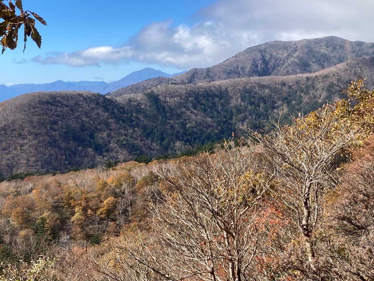 🍁
