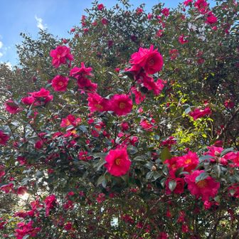 サザンカが満開です🌺
新年早々、登れて良かったな😄