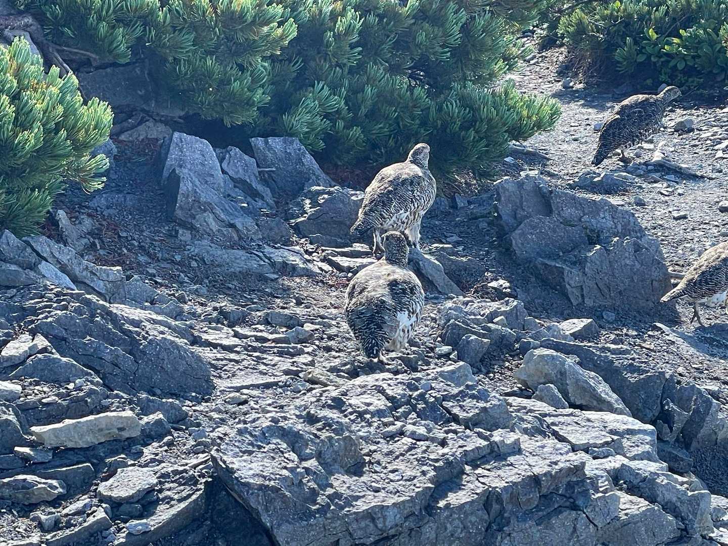 こっちだよと道案内をしてくれました😊