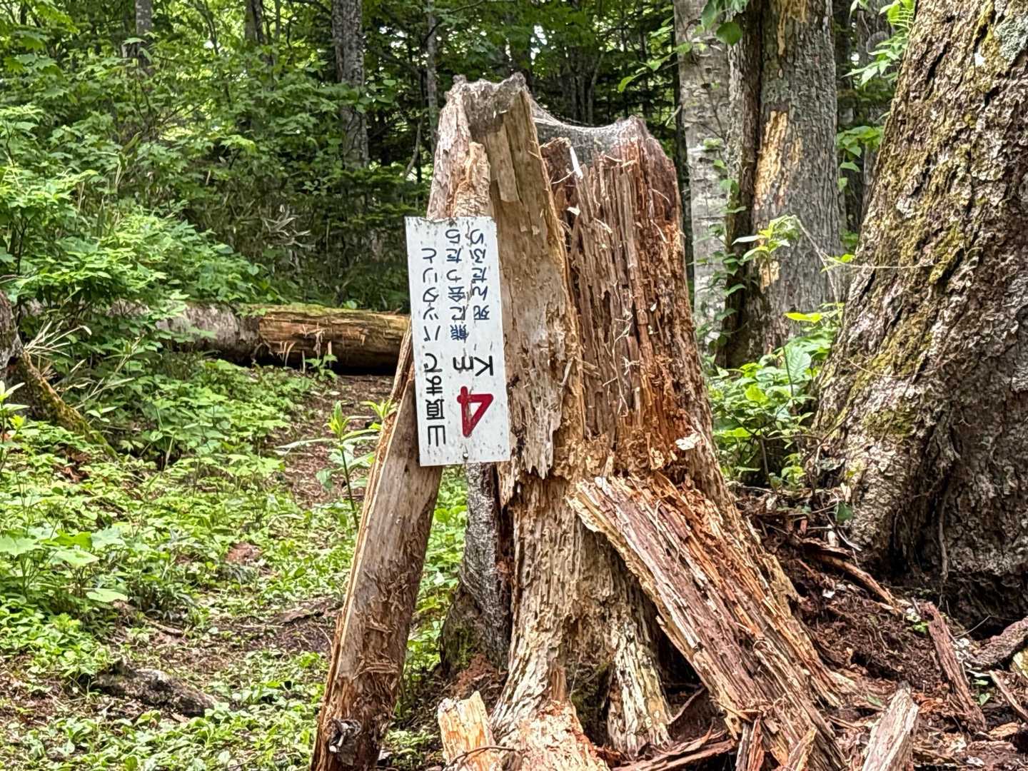 「熊にあったら死んだふり」の標識ありました😊
逆さまに付いていますが😅