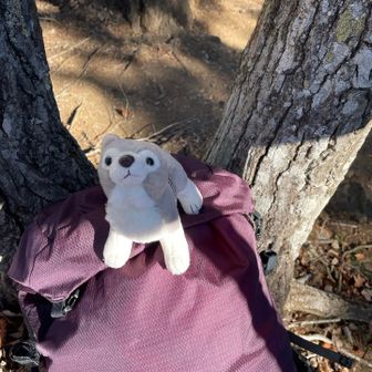 熊対策の強力な味方
オオカミのウルルン（名付け親は山友）
なんか聞き覚えのある響きだなぁ　と思ったら、
私のYAMAPネームと似ていたんだ

山友が　⭐︎⭐︎歳にもなってルンはないよね〜ってずっと心配していたネーミングにattack！
以前鳥海山ツアーで仲良くなった大阪の姐さんに私の年齢を言うと　はるるんいうから若いんかと思ったー😁と言われて大笑いしたのを思い出した🤣
ある時になったら心機一転で変えるのもありだな

ちなみにはるるんって
認知症が始まった母が、気分が良い時をルンルンだったー🎶　とよく言っていたのでそこからなのです

【花の子ルンルン】　その後の【ルンルンを買っておうちに帰ろう】林真理子著
が思い浮かぶのはバブル世代？😆