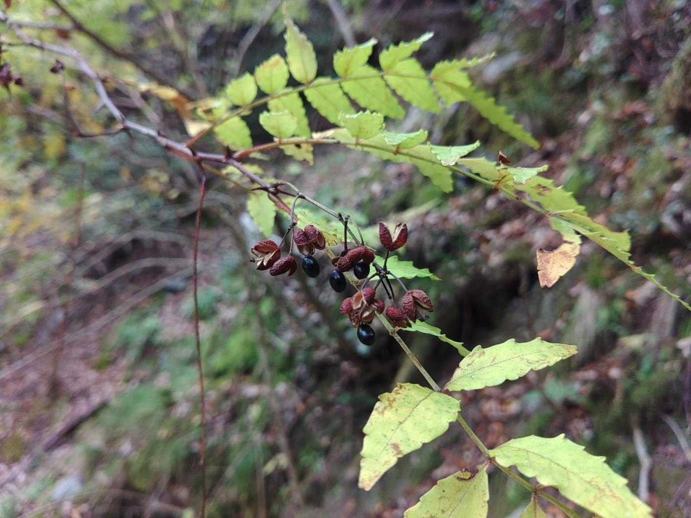 実が開いてしまった山椒
麻婆豆腐に入れたかったな