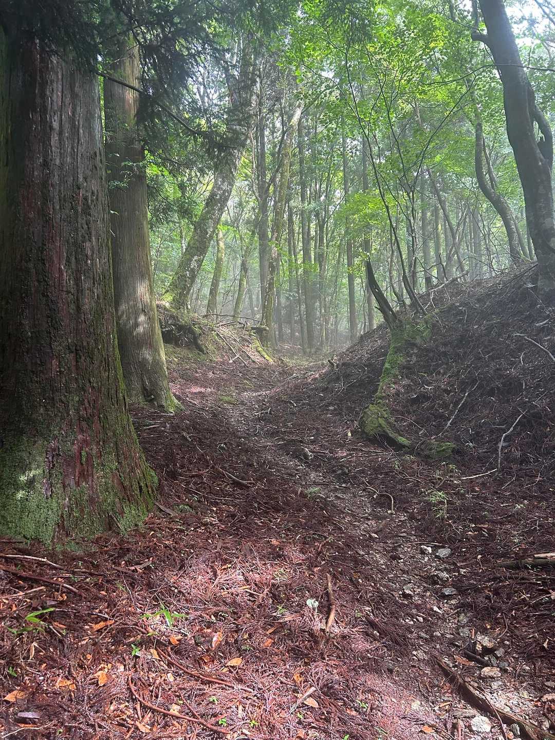 よく整備された登山道で歩きやすい