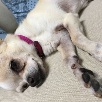 ハシレバツマズク