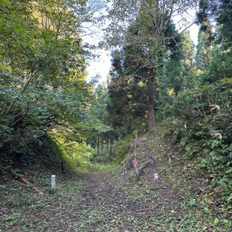 林道ルートから登山道の合流点へ戻りました。
多少登り下りがキツくても、やはり登山道の方が気分がいいです。