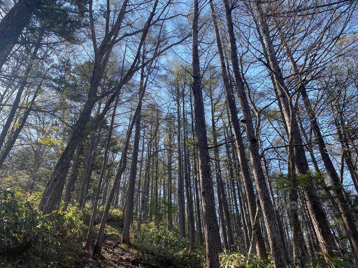 一の鳥居苑地-一ノ鳥居登山口-飯縄山 縦走コースの写真