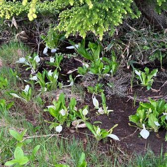 水芭蕉　やっぱりシャッターを押してしまいます。