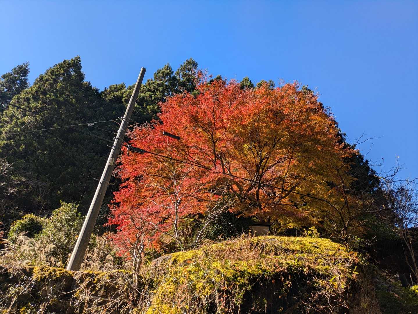 正丸駅-旧正丸峠-正丸山-正丸峠-伊豆ヶ岳登山口-伊豆ヶ岳 周回コースの写真